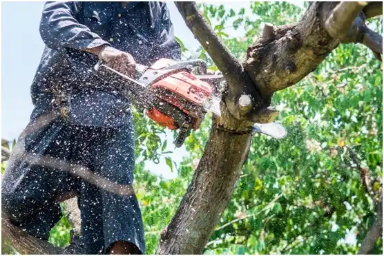 tree services Emsworth